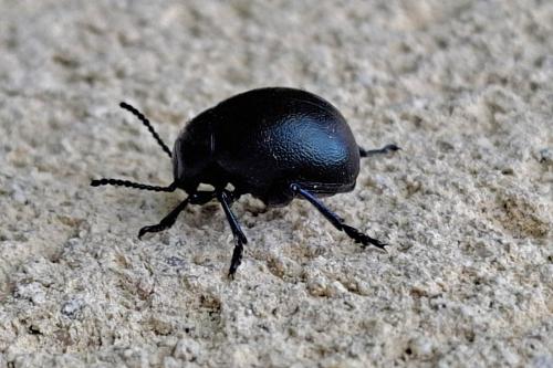 Timarcha goettingensis